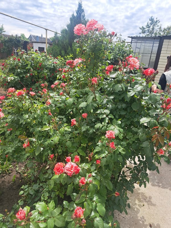 Spring garden blooms documented across Leningradskaya, Russia