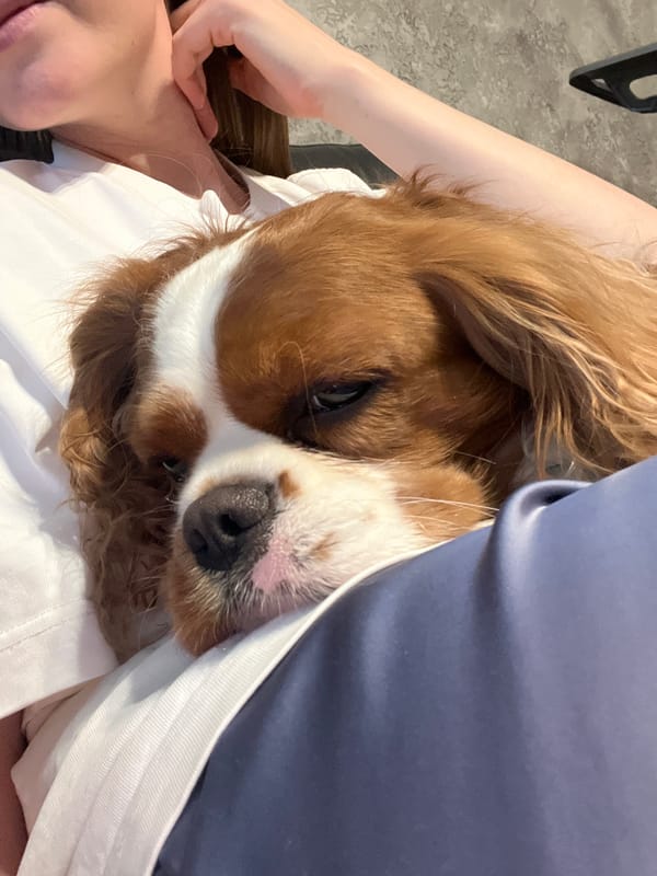 Woman enjoys sushi breakfast with dog companion in Khimki