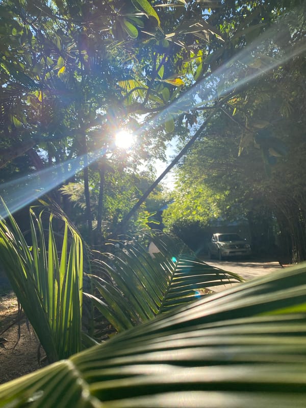 Tropical garden morning: sun, bamboo, parked truck, and wildlife