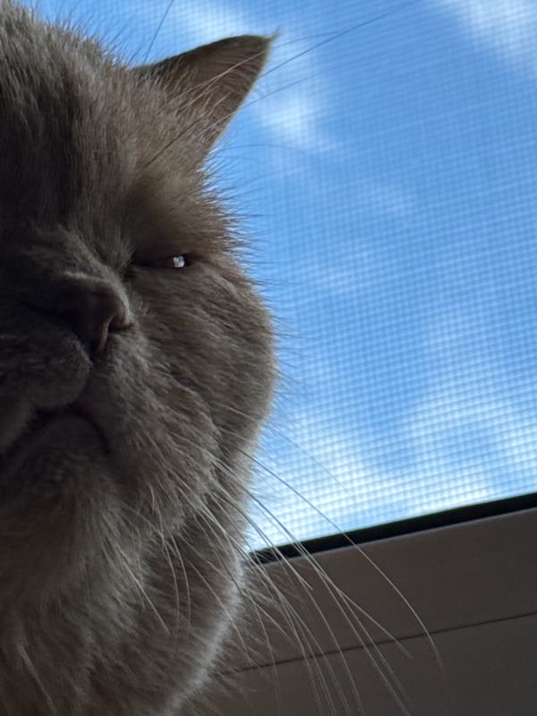 Cats and lavender on a sunny windowsill