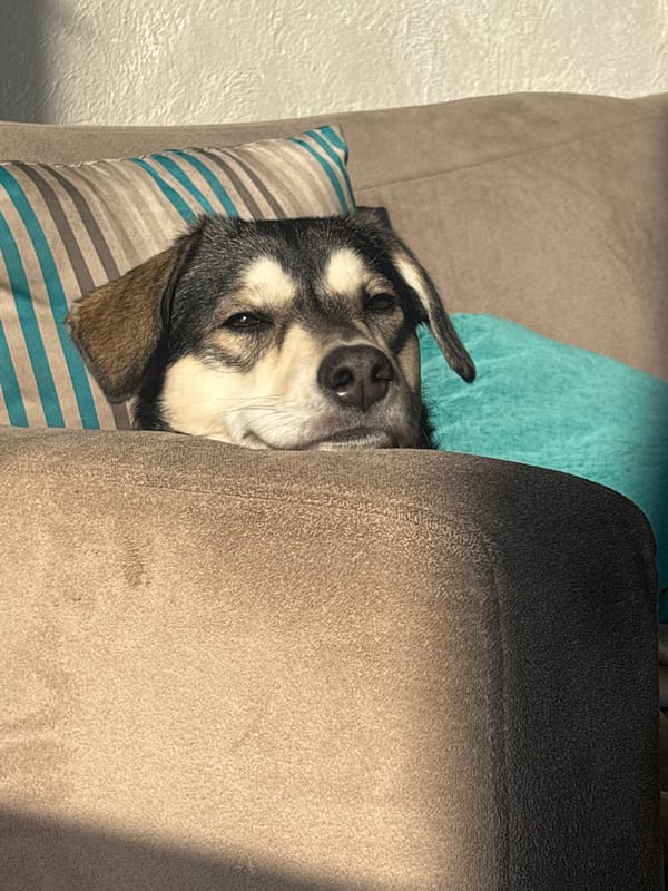 Dog sleeps on striped pillow in Mexican home