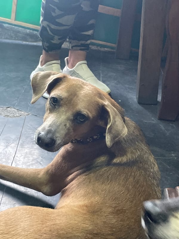 Domestic pets observed in Porlamar home during evening hours
