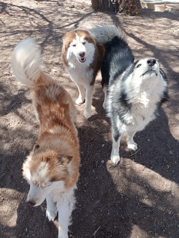 Dogs play in sunny afternoon in Pozo Almonte Chile