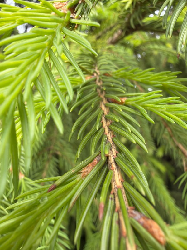 Spruce tree branch photographed in Strelna, Russia