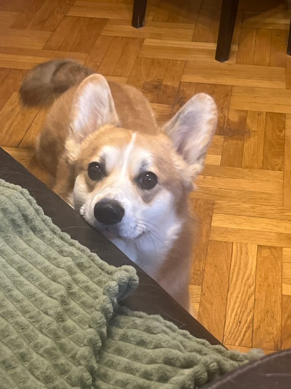 Corgi photographed resting on wooden floor in Novosibirsk home