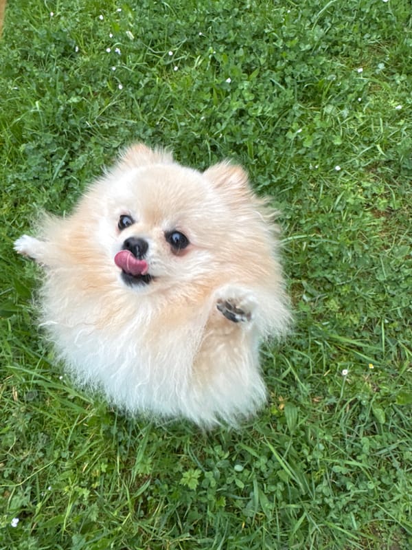 Pomeranian dog enjoys afternoon rest on grass in Germany