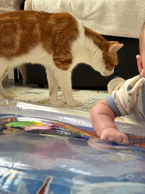 Cat reaches toward baby's hand in Bar, Montenegro