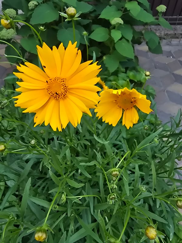 Garden flower tour in Sofiivska Borshchahivka, Ukraine