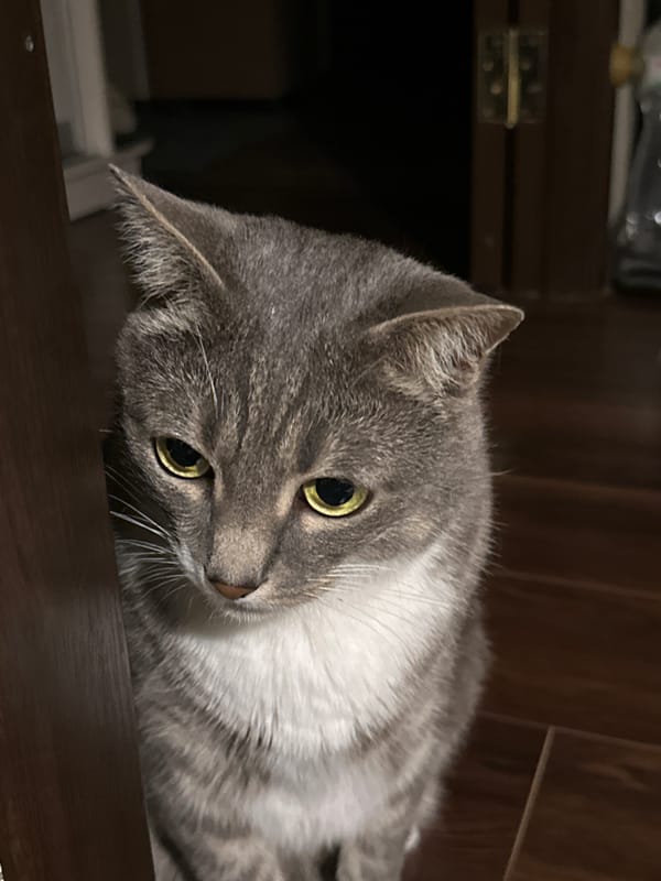 Grey tabby cat exploring and relaxing around the house