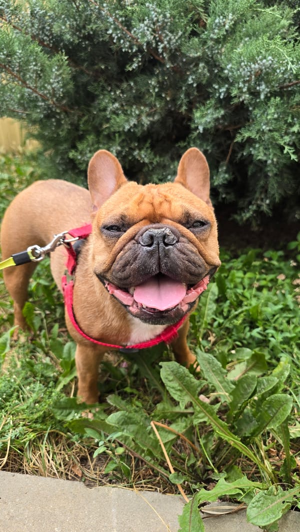 French bulldog and tabby cat spotted around Krasnodar on a summer afternoon