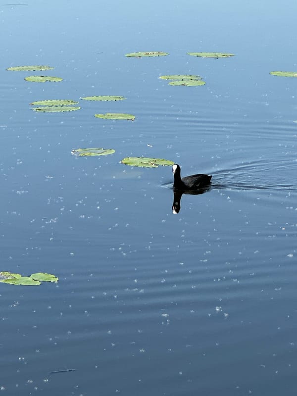 Wildlife activity observed at urban pond during morning hours
