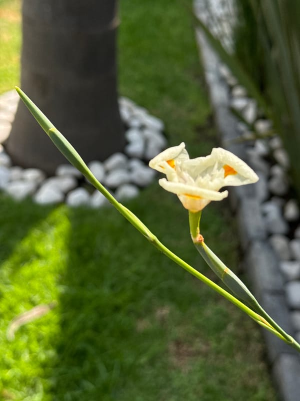 Person documents flowers, insects, architecture in Mexican town