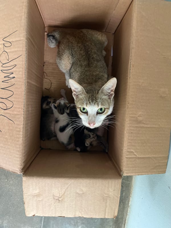 Mother cat and kittens settled into a cardboard box