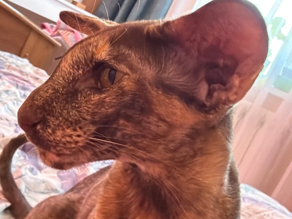 Cat and dog rest together in Chaikovsky apartment