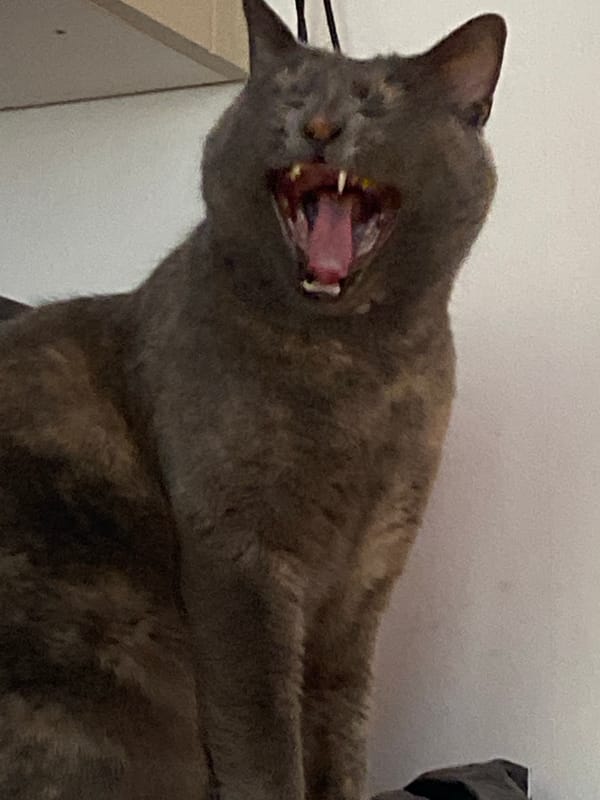 Gray cat and strawberries observed in Swedish home