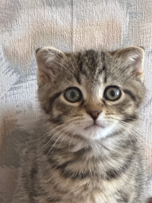 Morning snapshots of kittens and daily life in Tvarditsa
