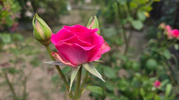 Summer flowers in full bloom across a Tairove garden