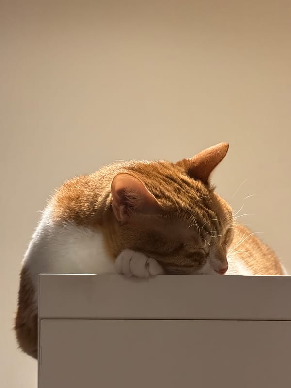 Orange and white cat naps and lounges indoors