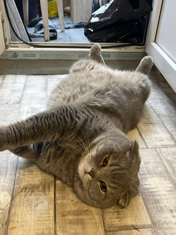 Chaikovsky resident shares afternoon with cats and casual moments