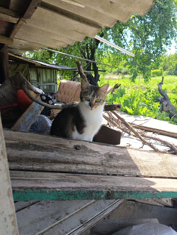 Morning scenes of cats, dogs, flowers documented in Biliaivka, Ukraine