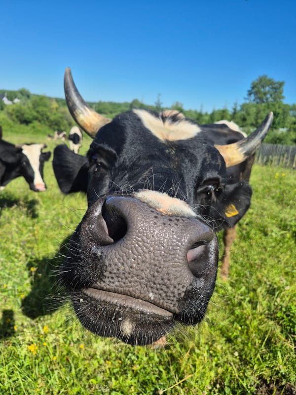 Dairy cows grazing in a sunny Karsha field