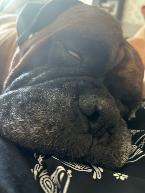 Lazy morning with sleeping dogs and a cozy bedroom backdrop