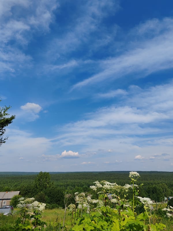 Summer day in rural Chukhlom: countryside views and fresh strawberries