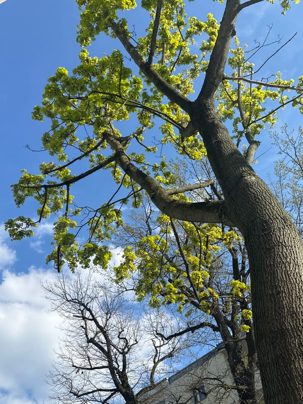 Berlin resident photographs tree canopy against blue sky