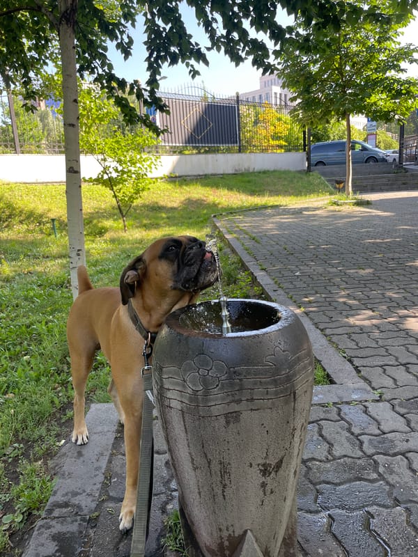 Dogs relaxing and hydrating in an urban park setting