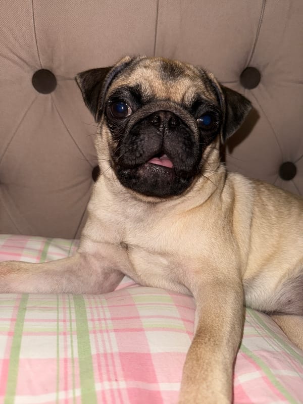 Pug relaxes on plaid bedding, fully at home