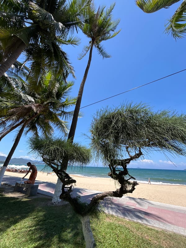 Sunny morning scene with palm trees captured in Nha Trang