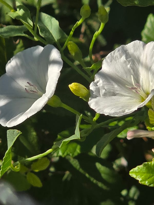 Animals, wildflowers, and rural scenery on a quiet morning