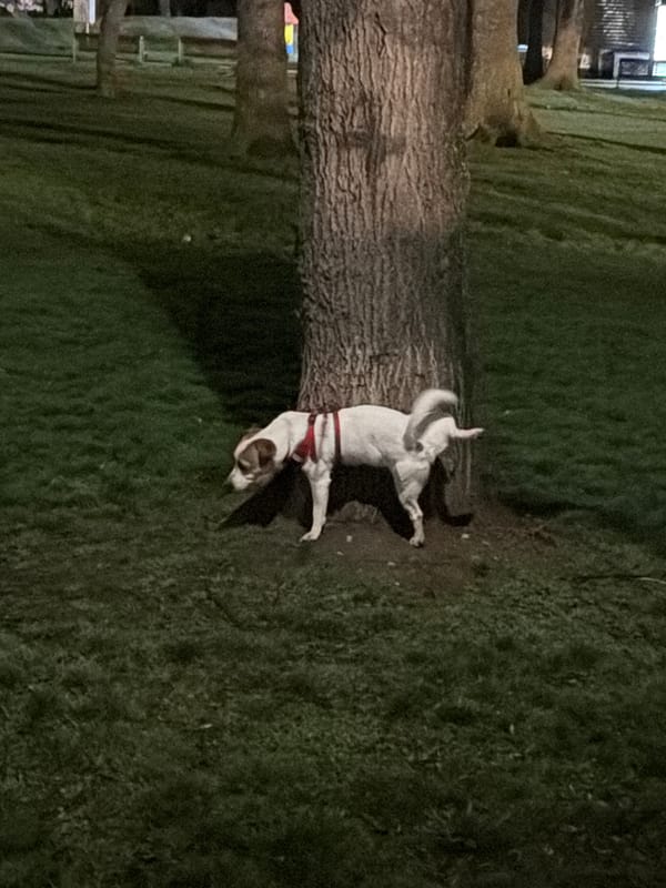 Evening dog walk captured in Sofia park area