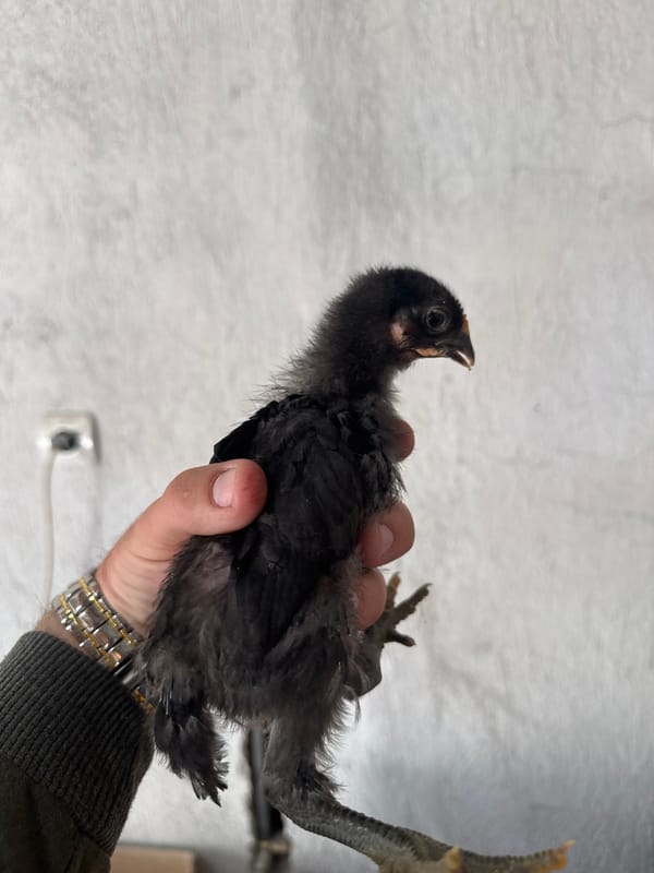 Person handles young chicks in Bulgarian village