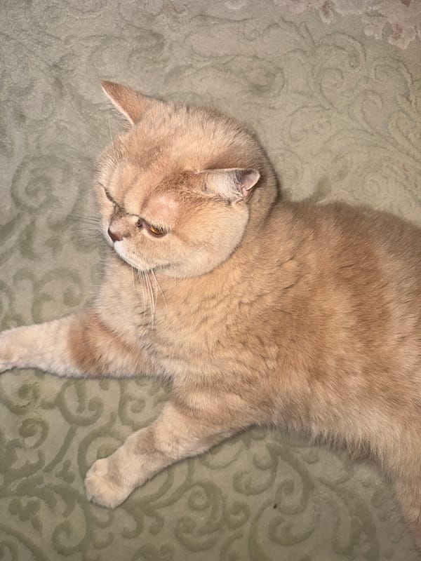 Witness captures daily life: orange cat, urban streets, garden blooms