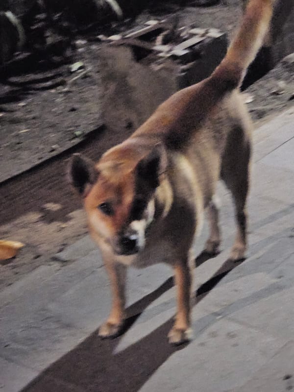Temple entrance at night, Denpasar, with a curious dog nearby