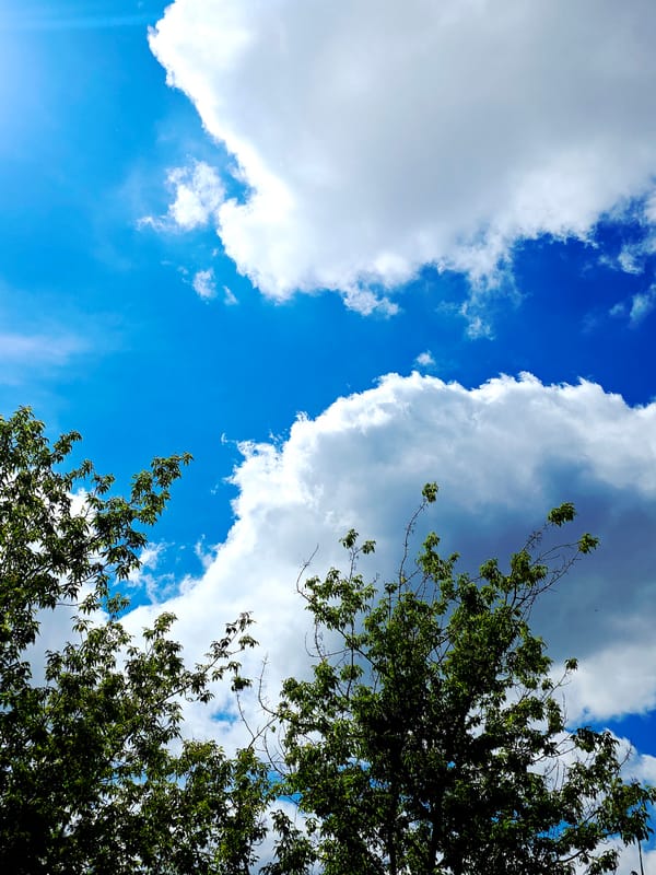 Witness documents hour-long sky observation through tree canopy