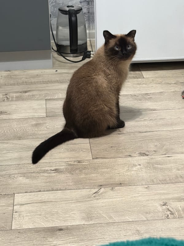 Siamese cat and selfies from a Tujmazy apartment
