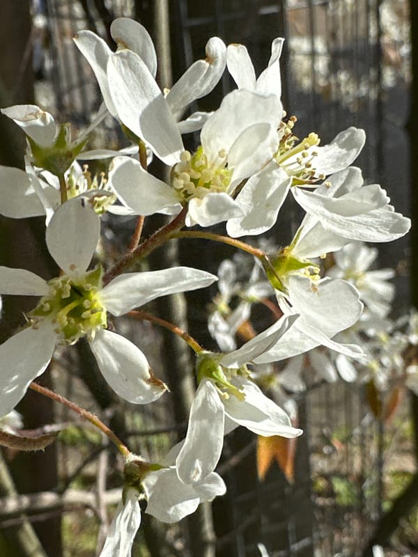 Spring flowers bloom along London streets amid daily traffic