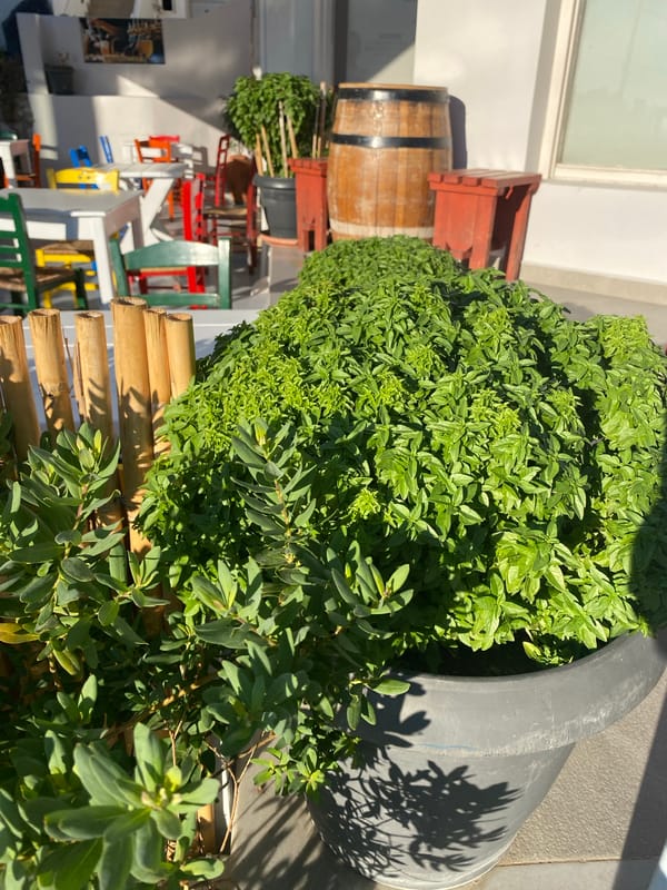Santorini at dawn: cliffside views, Aegean blue, and a basil pot