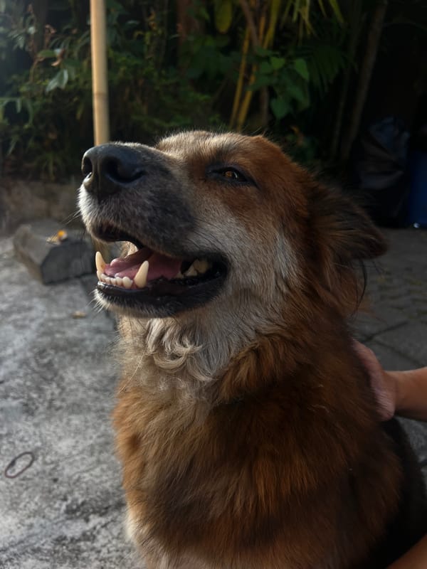 Dogs, a scooter, and a chaotic Bali morning in North Kuta
