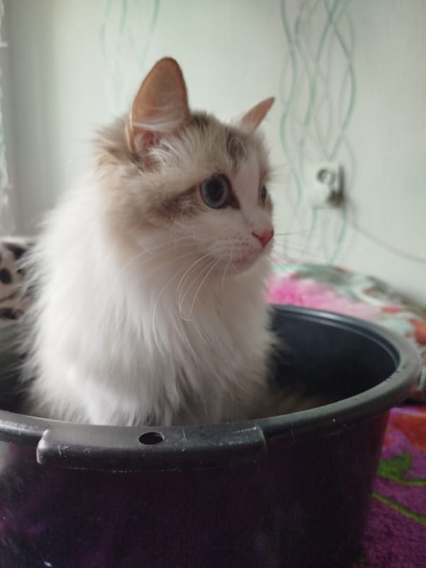 Cat sits in black bucket, multiple angles captured