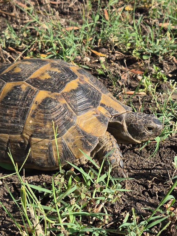 Tortoise and blooming flowers in a Makri garden