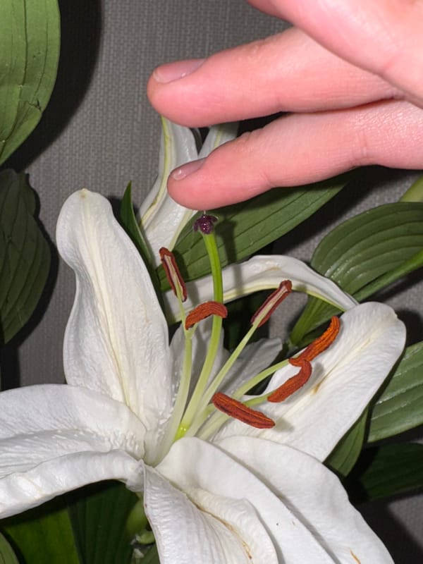 Person touches white lily flower in Perm, Russia