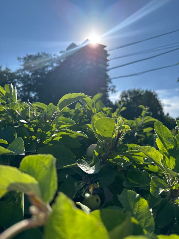 Summer afternoon stroll and nature snapshots in Odesa