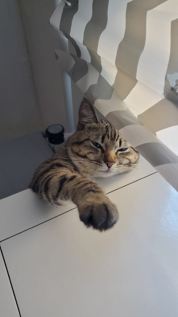 Tabby cats rest and sleep in Curitiba homes