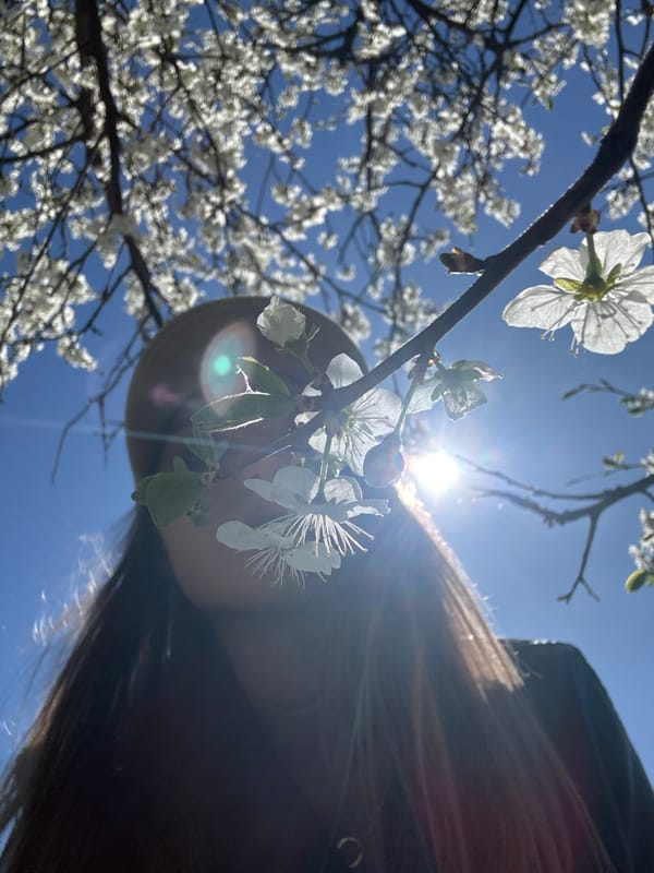 Spring blooms photographed during sunny walk in Saint Petersburg