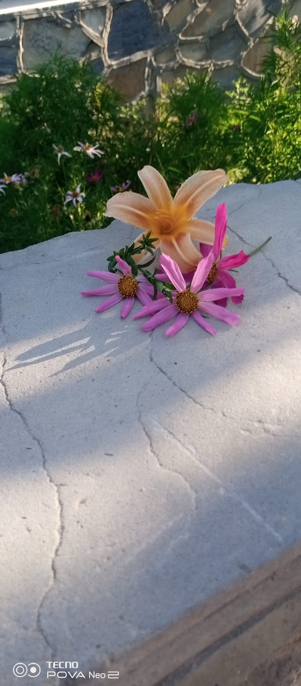 Flowers, cats, and quiet corners of a Tahmach garden