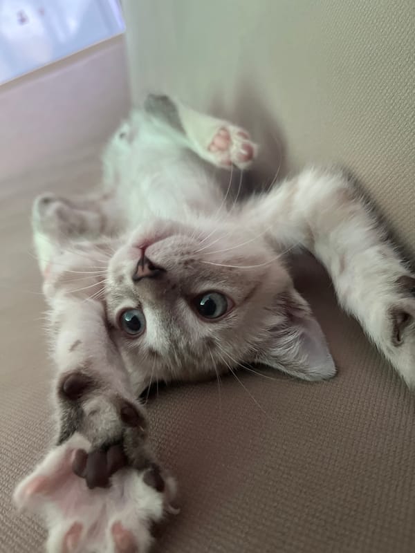 Blue-eyed kitten observed resting indoors and outdoors