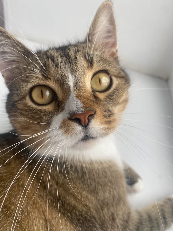 Tabby cat close-up, Novokuybyshevsk